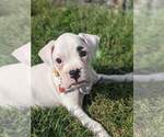 Small breeder photo