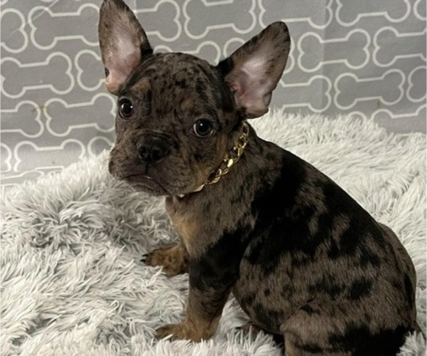 Medium Photo #1  Breeder Profile in CHESAPEAKE, VA, USA