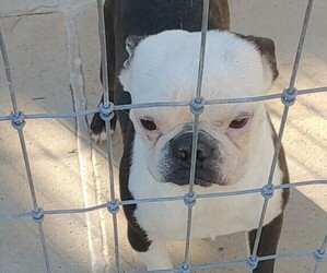 Main photo of French Bulldog Dog Breeder near GILMER, TX, USA