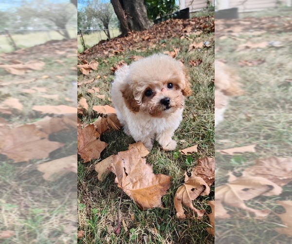 Medium Photo #1  Breeder Profile in ATLANTA, GA, USA