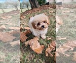 Small breeder photo