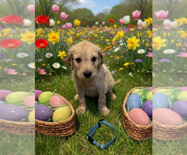 Medium Photo #7  Breeder Profile in MALVERN, OH, USA