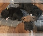 Small breeder photo