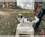 Small breeder photo