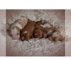 Main photo of Cavalier King Charles Spaniel Dog Breeder near BELLE CENTER, MO, USA