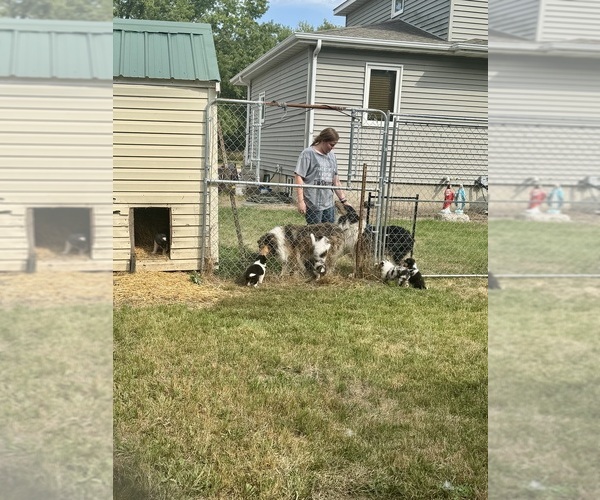 Medium Photo #18  Breeder Profile in DAZEY, ND, USA