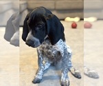 Small breeder photo