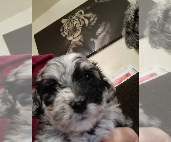 Medium Photo #4  Breeder Profile in PAULDEN, AZ, USA