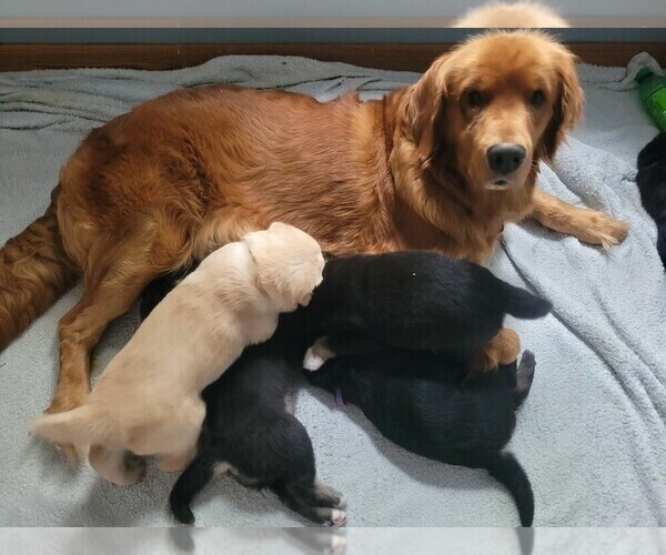 Medium Photo #1  Breeder Profile in FRANKTON, IN, USA