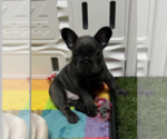 Small breeder photo