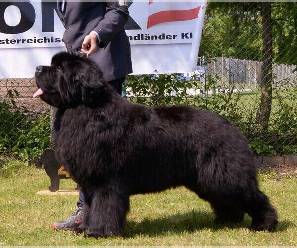 Medium Photo #1  Breeder Profile in Nitra, Nitriansky, Slovakia