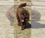 Small #70 Breeder Profile image