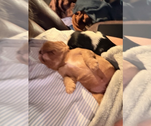 Medium Photo #11  Breeder Profile in WAXAHACHIE, TX, USA