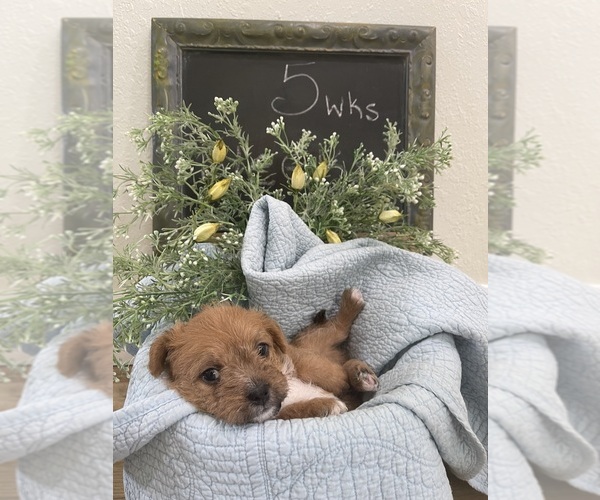 Medium Photo #16  Breeder Profile in OSTEEN, FL, USA