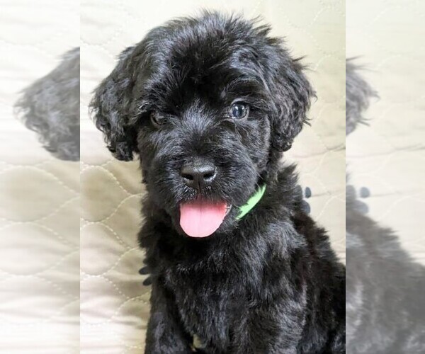 Medium Photo #1  Breeder Profile in CHULA VISTA, CA, USA