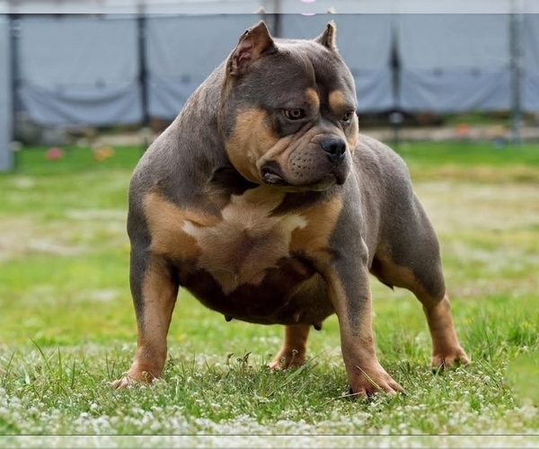 Medium Photo #11  Breeder Profile in PUYALLUP, WA, USA