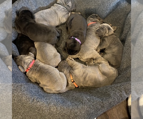 Medium Photo #12  Breeder Profile in SAN MARCOS, TX, USA