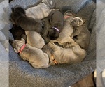 Small #11 Breeder Profile image