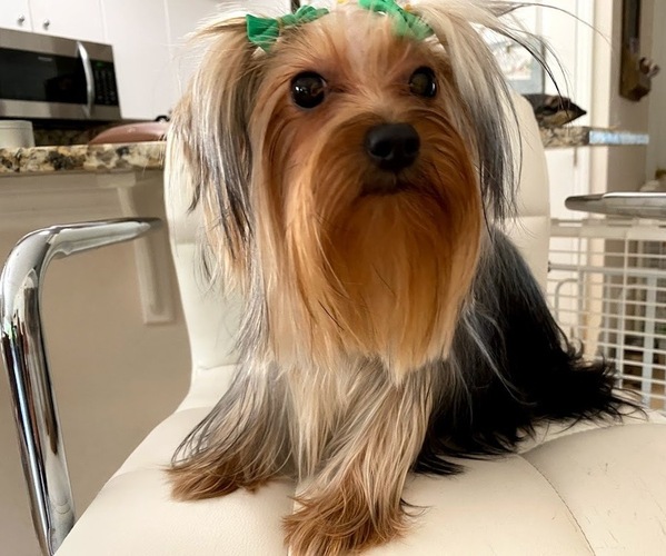 Medium Photo #1  Breeder Profile in CAPE CORAL, FL, USA