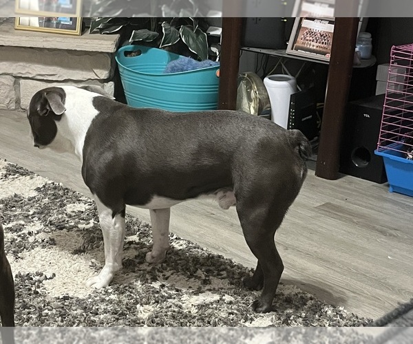 Medium Photo #1  Breeder Profile in AURORA, IN, USA