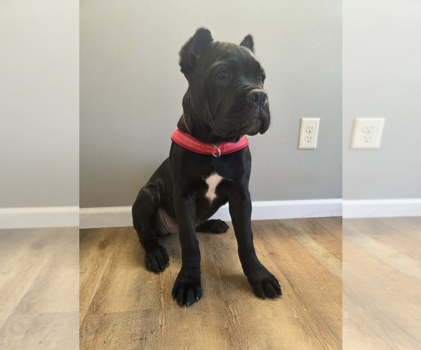Medium Photo #18  Breeder Profile in PONSFORD, MN, USA