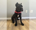 Small #17 Breeder Profile image