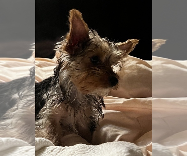 Medium Photo #4  Breeder Profile in MACON, GA, USA