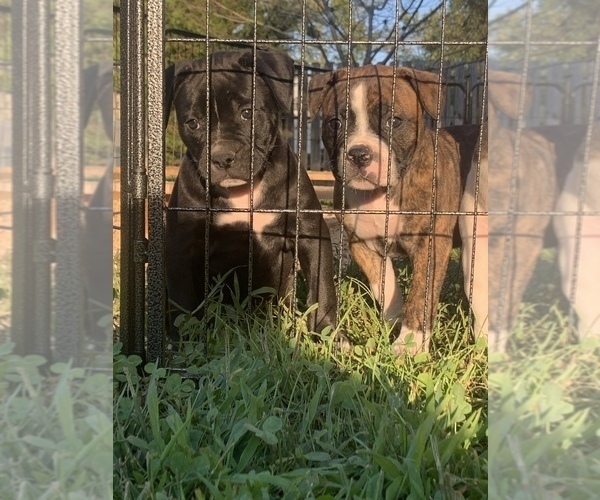 Medium Photo #36  Breeder Profile in COLUMBIA, KY, USA