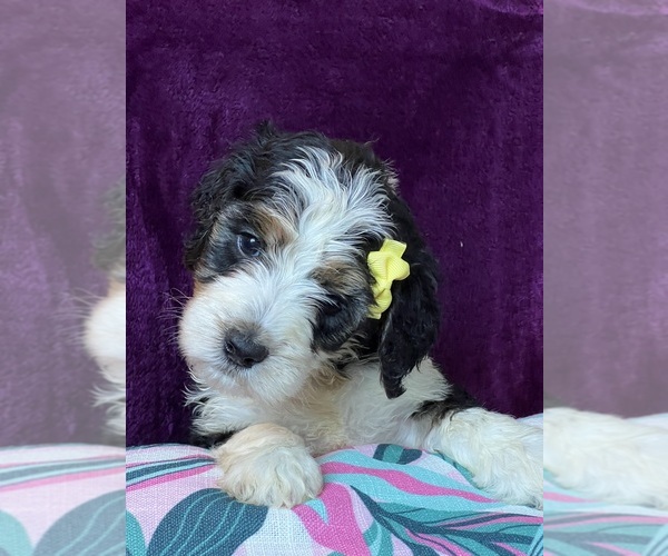 Medium Photo #6  Breeder Profile in CORAL, MI, USA