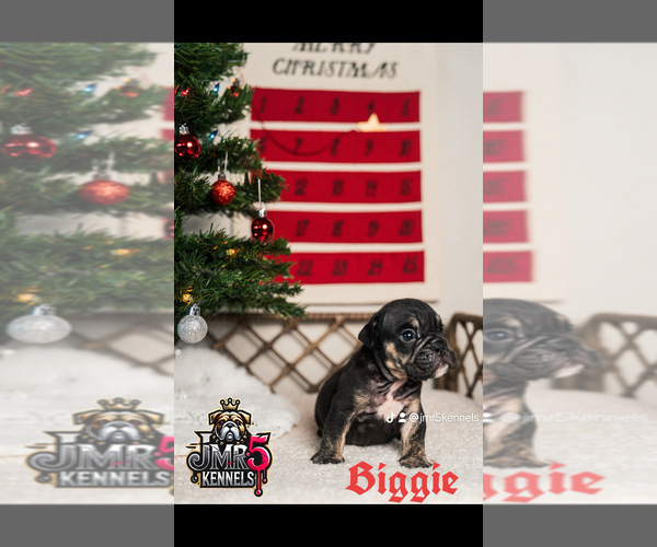 Medium Photo #5  Breeder Profile in PORTERVILLE, CA, USA