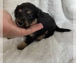 Small breeder photo