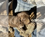 Small breeder photo