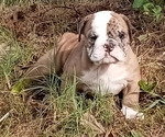 Small Photo #15  Breeder Profile in GREEN FOREST, AR, USA