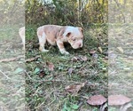 Small #1 Breeder Profile image