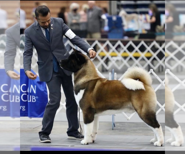 Medium Photo #2  Breeder Profile in GEORGETOWN, TX, USA