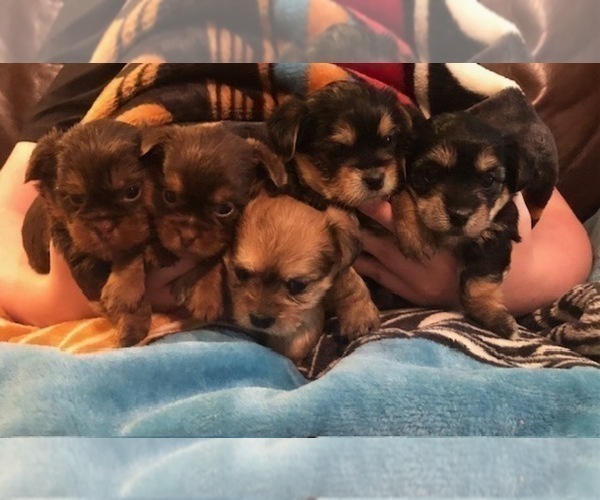 Medium Photo #4  Breeder Profile in SCOTTSDALE, AZ, USA