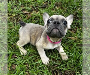 French Bulldog Dog Breeder near MONTGOMERY, AL, USA