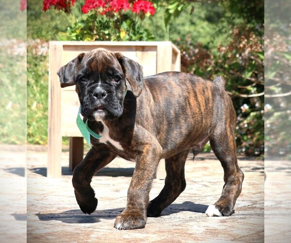 Medium Photo #6  Breeder Profile in MAYSVILLE, GA, USA