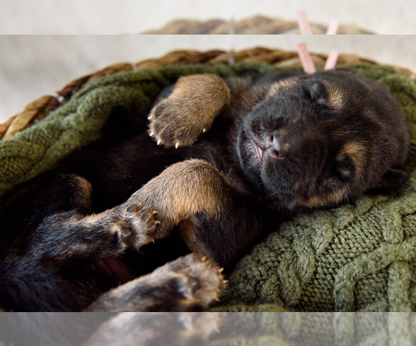 Medium Photo #1  Breeder Profile in EAGLE CREEK, OR, USA