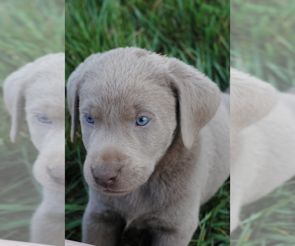 Medium Photo #12  Breeder Profile in EDINBURG, VA, USA