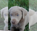 Small #11 Breeder Profile image