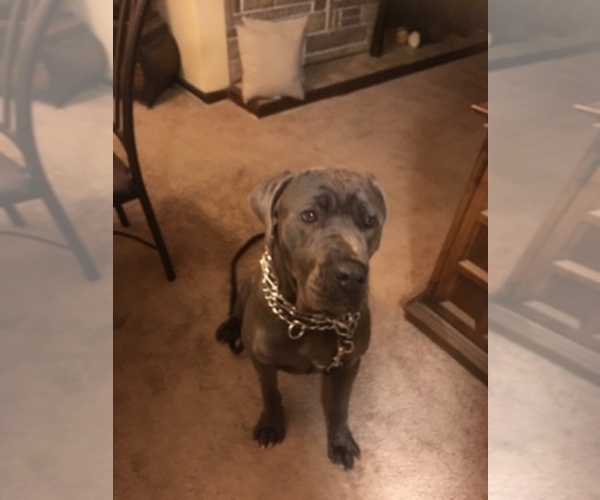 Medium Photo #1  Breeder Profile in CLEVELAND, OH, USA