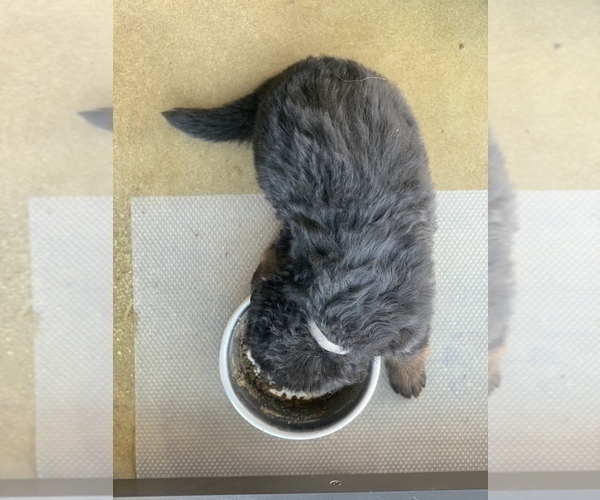 Medium Photo #91  Breeder Profile in PINON HILLS, CA, USA
