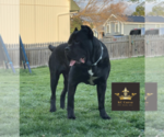 Small Photo #2  Breeder Profile in LEES SUMMIT, MO, USA