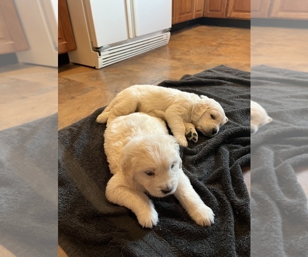 Medium Photo #9  Breeder Profile in VALDERS, WI, USA