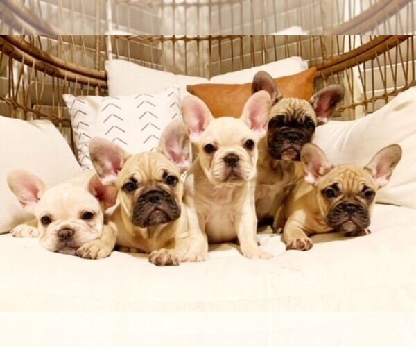 Medium Photo #1  Breeder Profile in CLAYTON, CA, USA