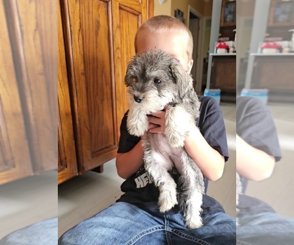 Medium Photo #6  Breeder Profile in DEMOTTE, IN, USA