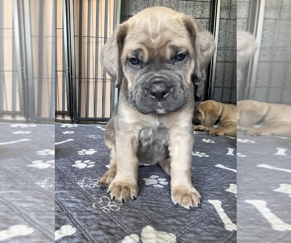 Medium Photo #7  Breeder Profile in BEAUMONT, CA, USA