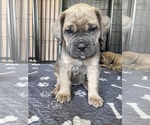 Small #6 Breeder Profile image