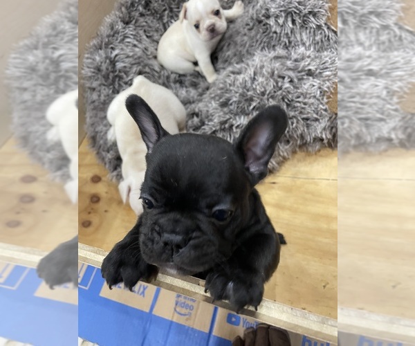 Medium Photo #9  Breeder Profile in CLEARWATER, FL, USA